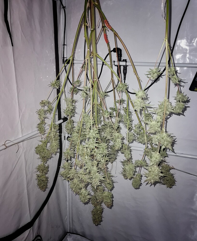 Growreport Bild 1