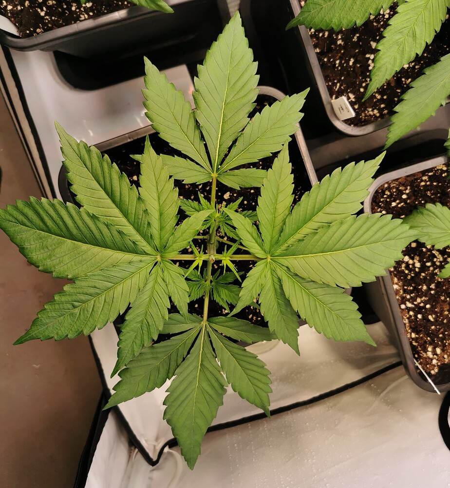 Growreport Bild 13