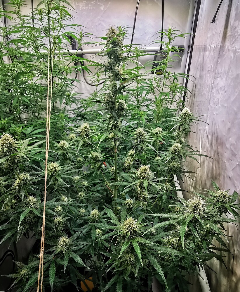 Eine blühende Cannabis-Pflanze in einem Growzelt, die sich in der Blütephase befindet und mit Bindedraht trainiert wurde.
