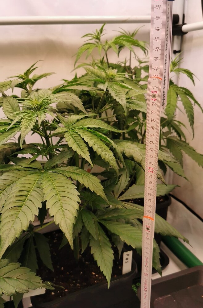 Growreport Bild 9