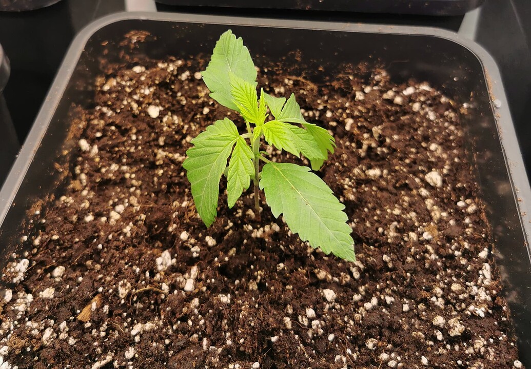 Ein junger Cannabis-Sämling in einem quadratischen Topf mit Erde, der Anzeichen von Umtopfstress zeigt.