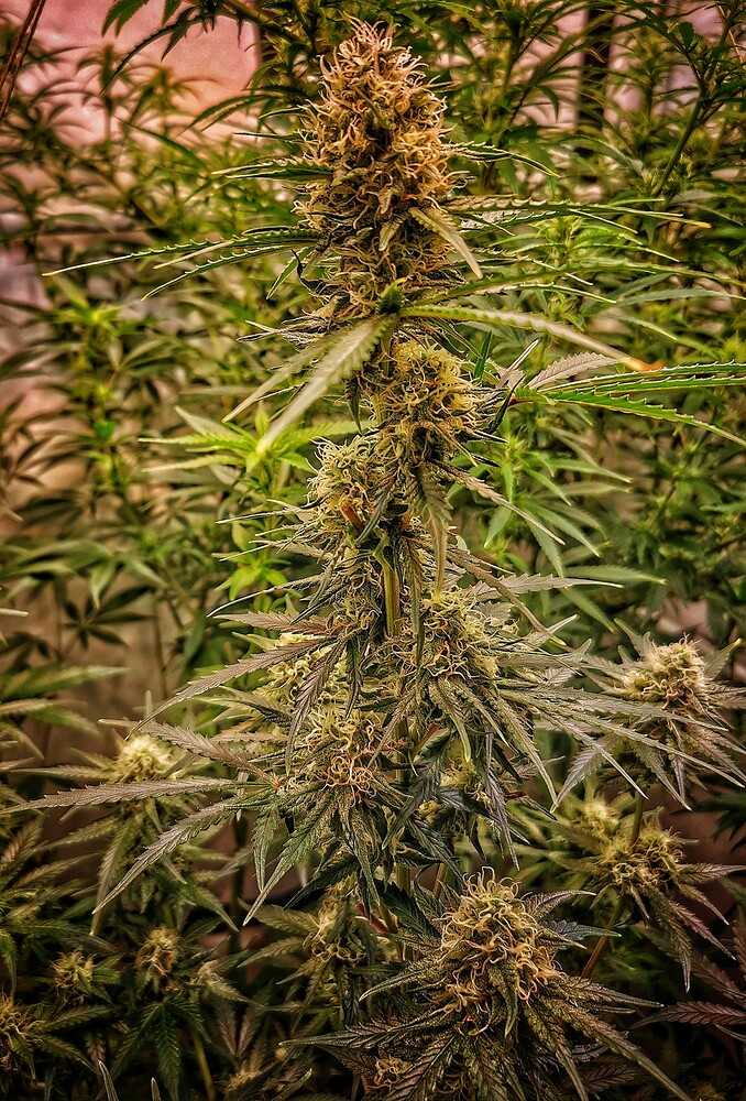 Nahaufnahme eines zentralen Cannabis-Buds der Sorte Blueberry in der fortgeschrittenen Blütephase.
