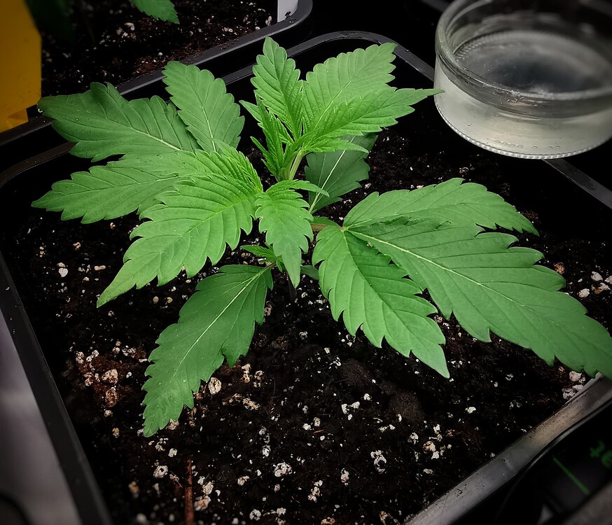 Eine junge Amnesia Haze Cannabispflanze in einem quadratischen Topf, aufgenommen in der Wachstumsphase.