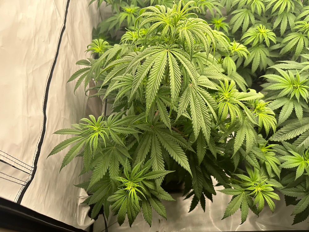 Ultraviolet Gmo Feminisiert (Grower's Choice) Produktfoto