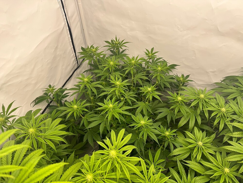 Tropicanna Banana Produktfoto