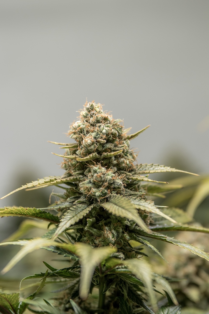 WhiteLabel Purple Haze Produktfoto