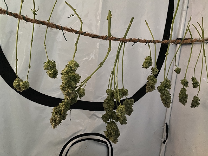 WhiteLabel PurpleHaze, 250W Cree LEDs