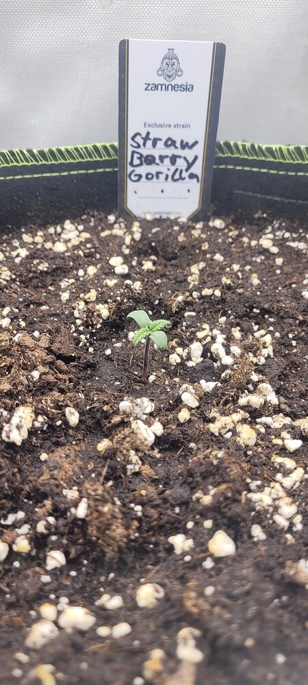 Strawberry Gorilla auto Produktfoto