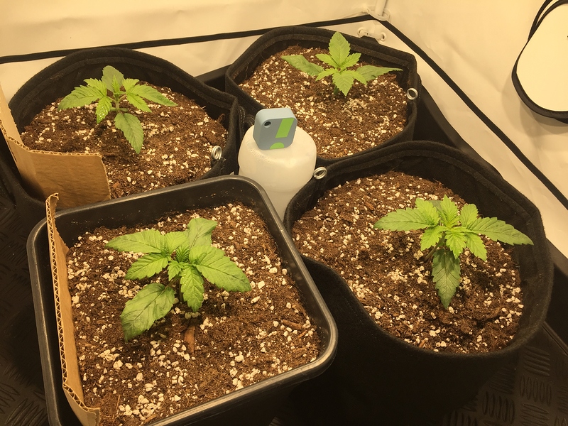 Granddaddy Purple Produktfoto