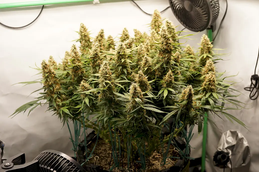 [Geerntet]😈 Mephisto Genetics Double Grape 🍇 Auto im Autopot in 100% Coco im Schrank