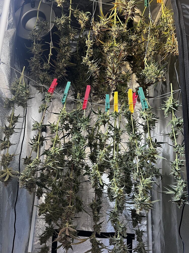Purple Buds Auto LST & Topping auf 90x90 AC Infinity