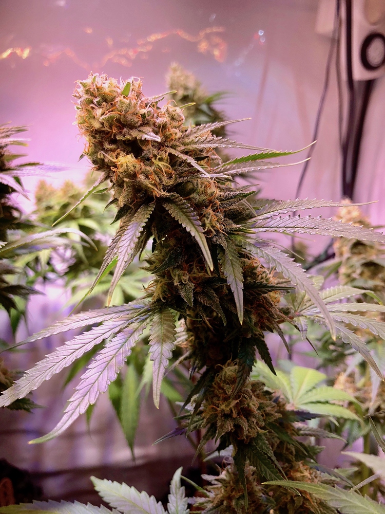Es geht weiter - Grow Nr. 4
