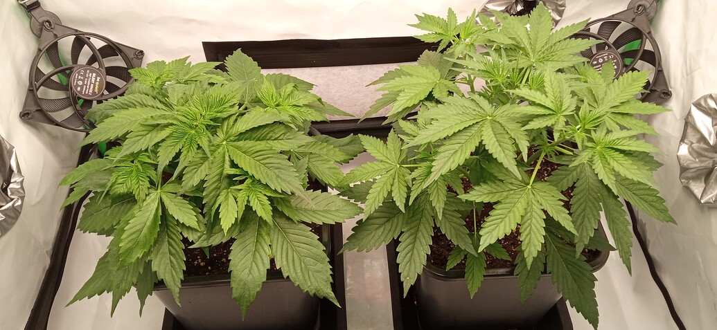 Frozen Black Cherry Auto Produktfoto