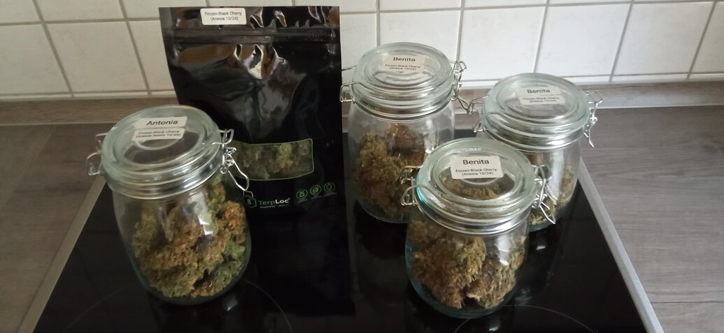 Cabron’s frostige schwarze Kirschen für den Herbst (Grow 5)