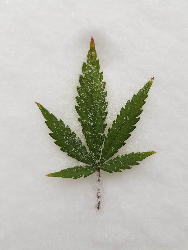 Mein erstes Zeltlager: Von Anfang bis Ende und von der Küche zum Growroom