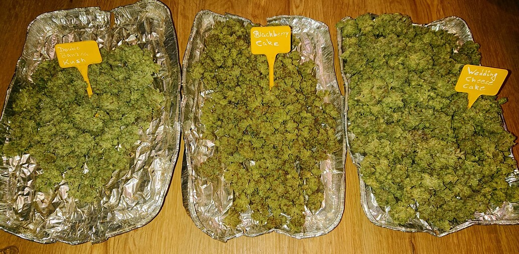 Blackberry Cake Feminisiert (Sensi Seeds) Produktfoto