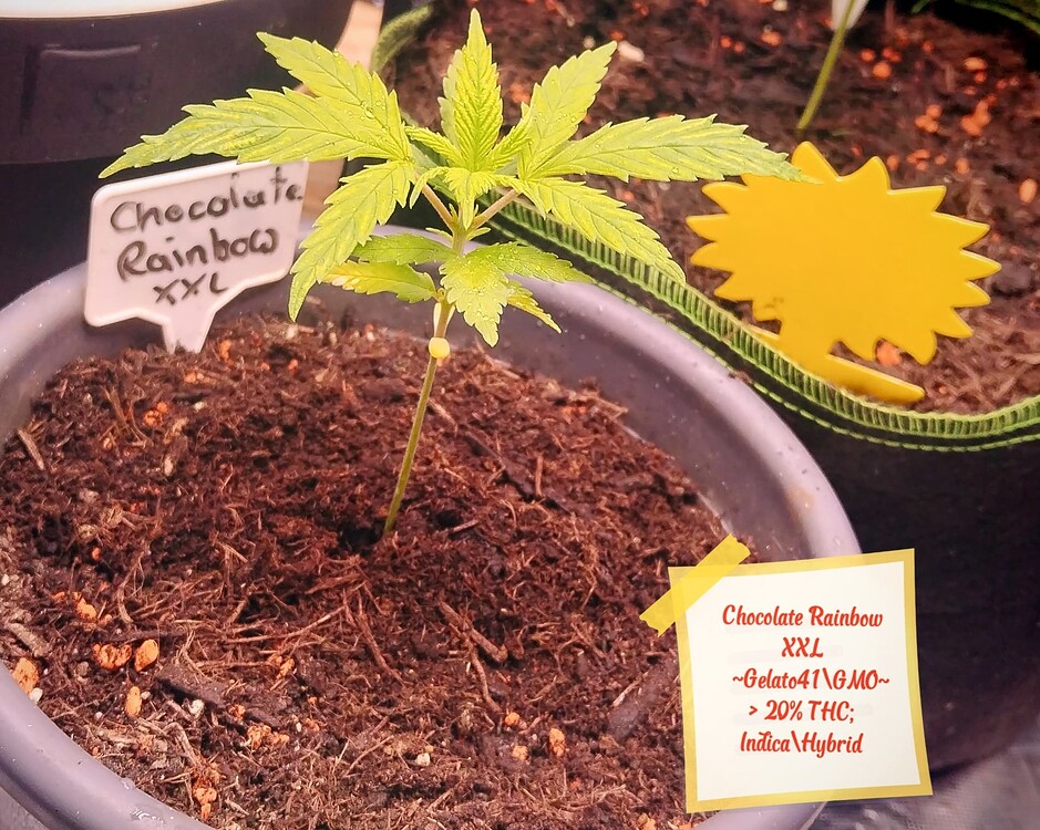 Chocolate Rainbow XXL Feminisiert (Linda Seeds) Produktfoto
