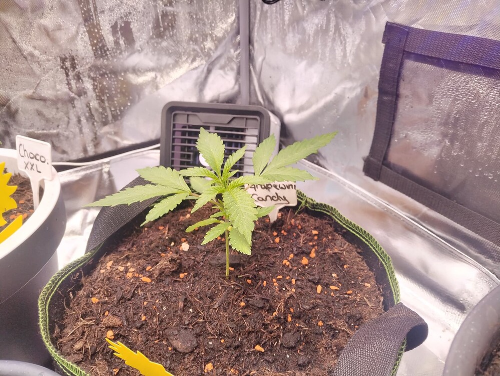 Grapewine Candy Feminisiert (Linda Seeds) Produktfoto