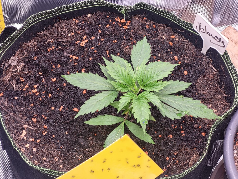 Jalousie XL Feminisiert (Linda Seeds) Produktfoto