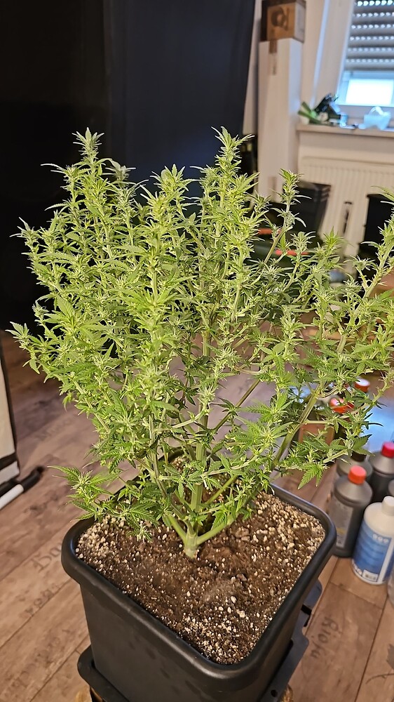 Auto Banana Kush (Anesia Seeds) Produktfoto