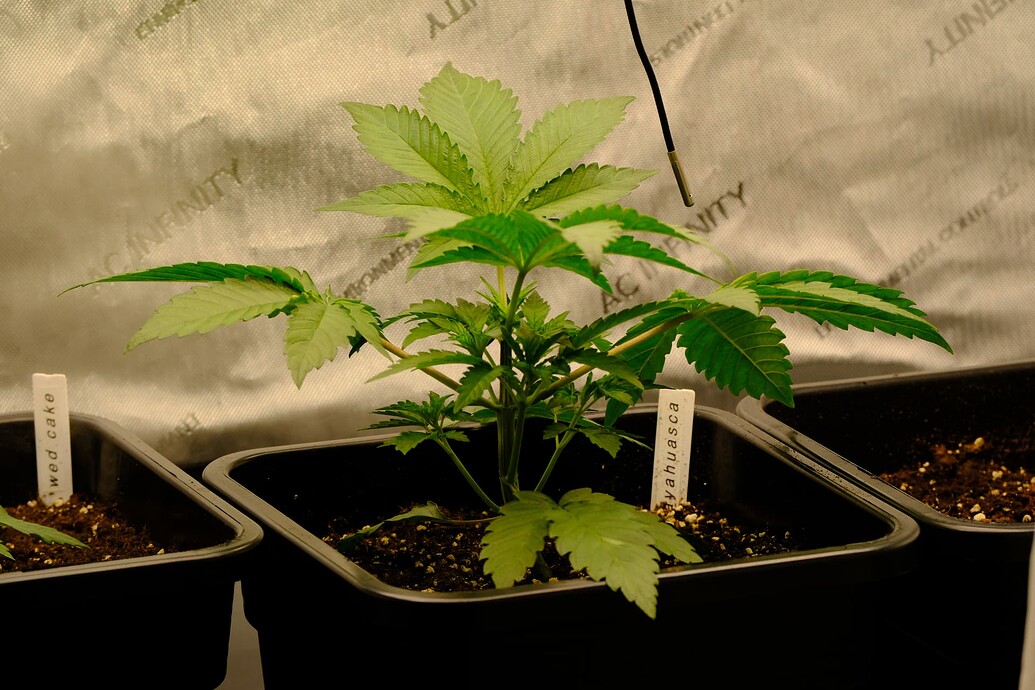 Ayahuasca Purple Produktfoto