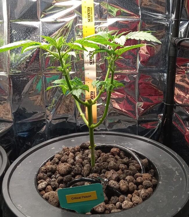 Critical Poison Fast Feminisiert (00 Seeds) Produktfoto