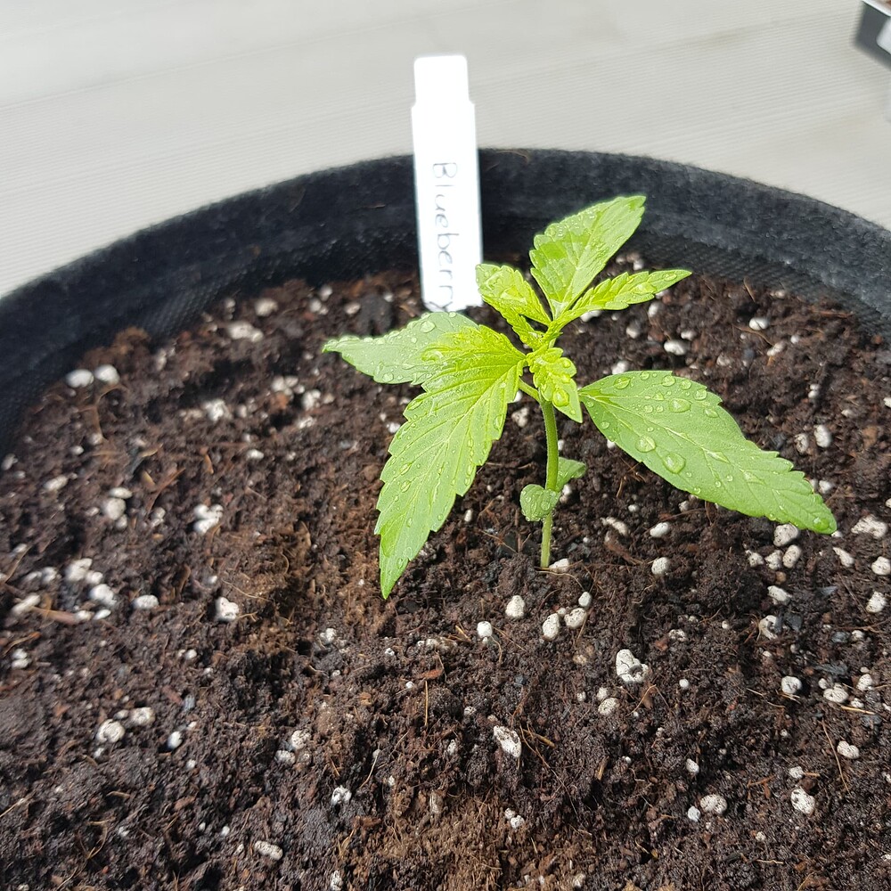 AUTOBLUEBERRY FEMINISIERT Produktfoto