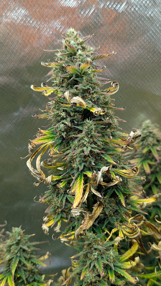 Auto Cherry Kush Coke Auto (Linda Seeds) Produktfoto