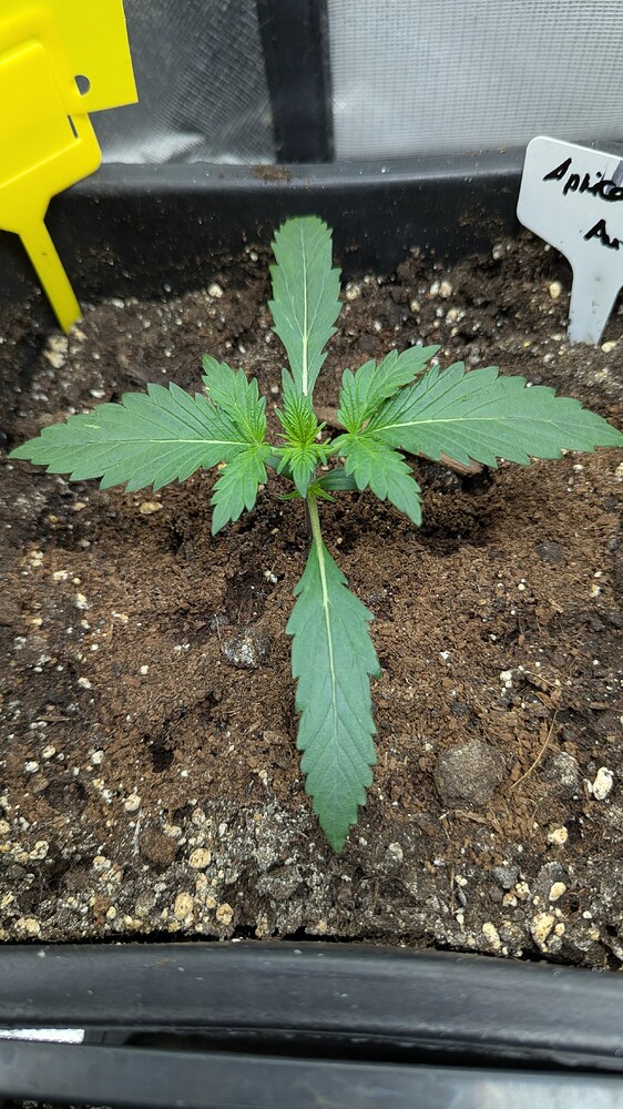 Auto Apricot (Linda Seeds) Produktfoto