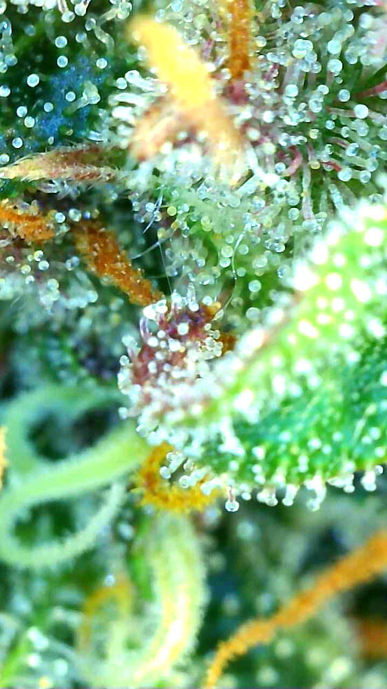 Fruchtig & Furchtlos - Cherry Kush Coke 🍒 und Apricot 🍑 auf ihrem Weg zur Perfektion