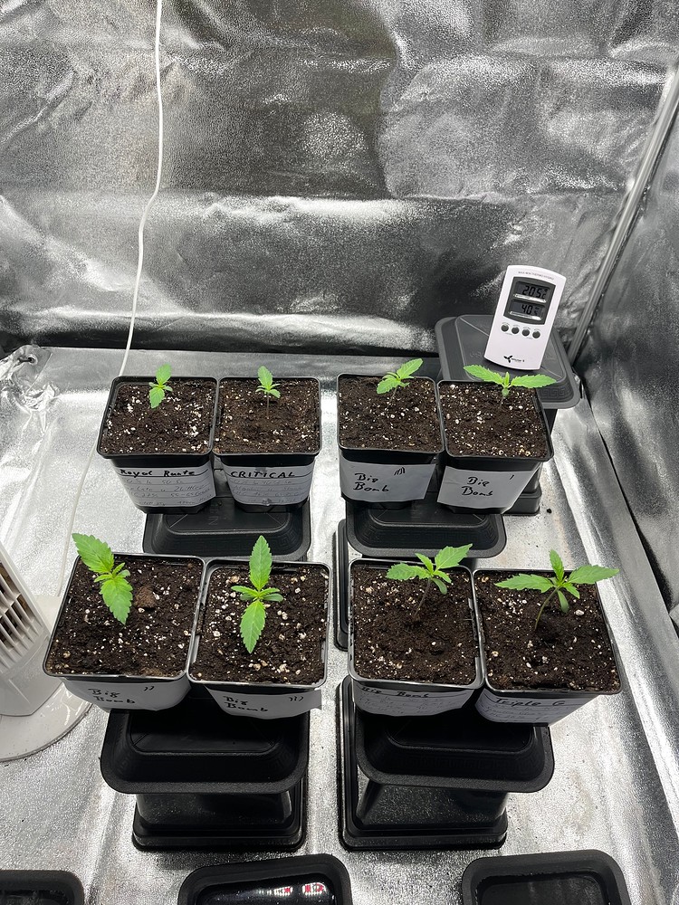 Critical Produktfoto