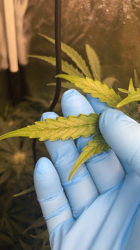 Cookies Gelato Auto (Royal Queen Seeds) Produktfoto