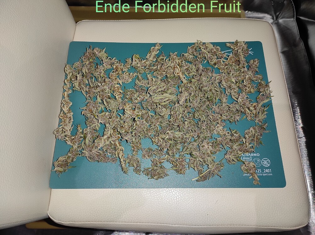 Lang ists her... Start Blue Power, nun Indica Mix - Forbidden Fruit, Washing Maschine, Criminal +