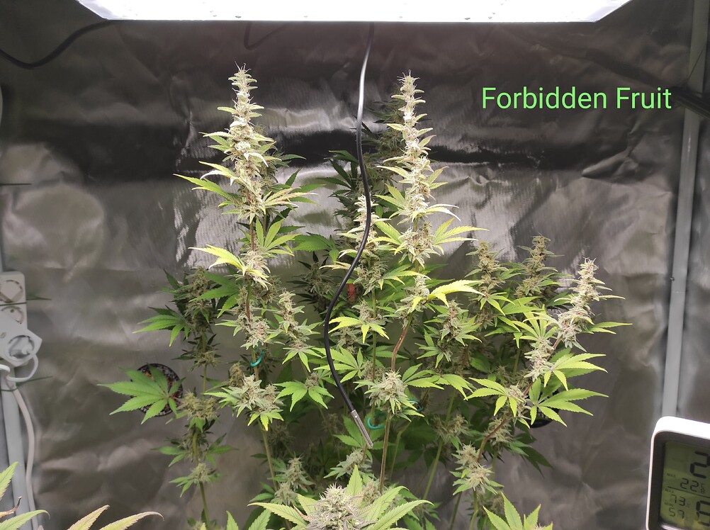 Forbidden Fruit Feminisiert (Don Avalanche Seeds) Produktfoto