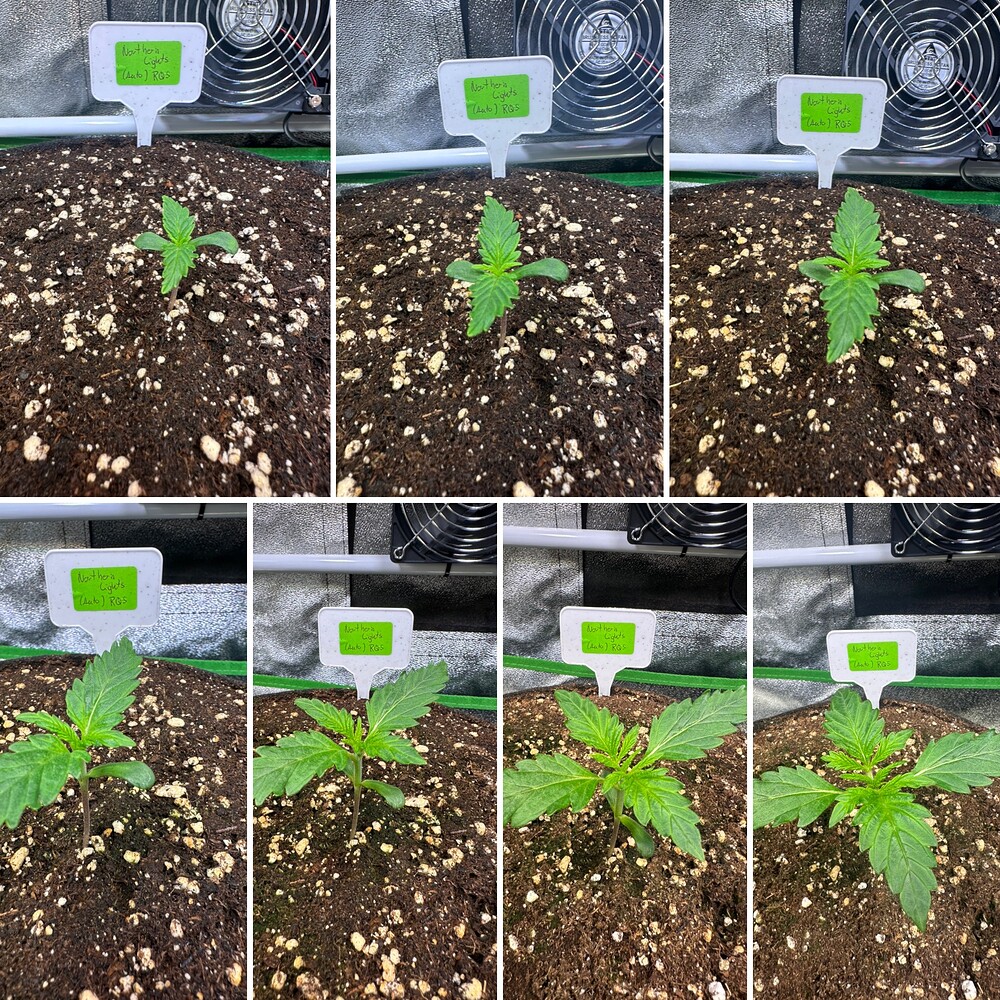 Northern Lights Auto Produktfoto