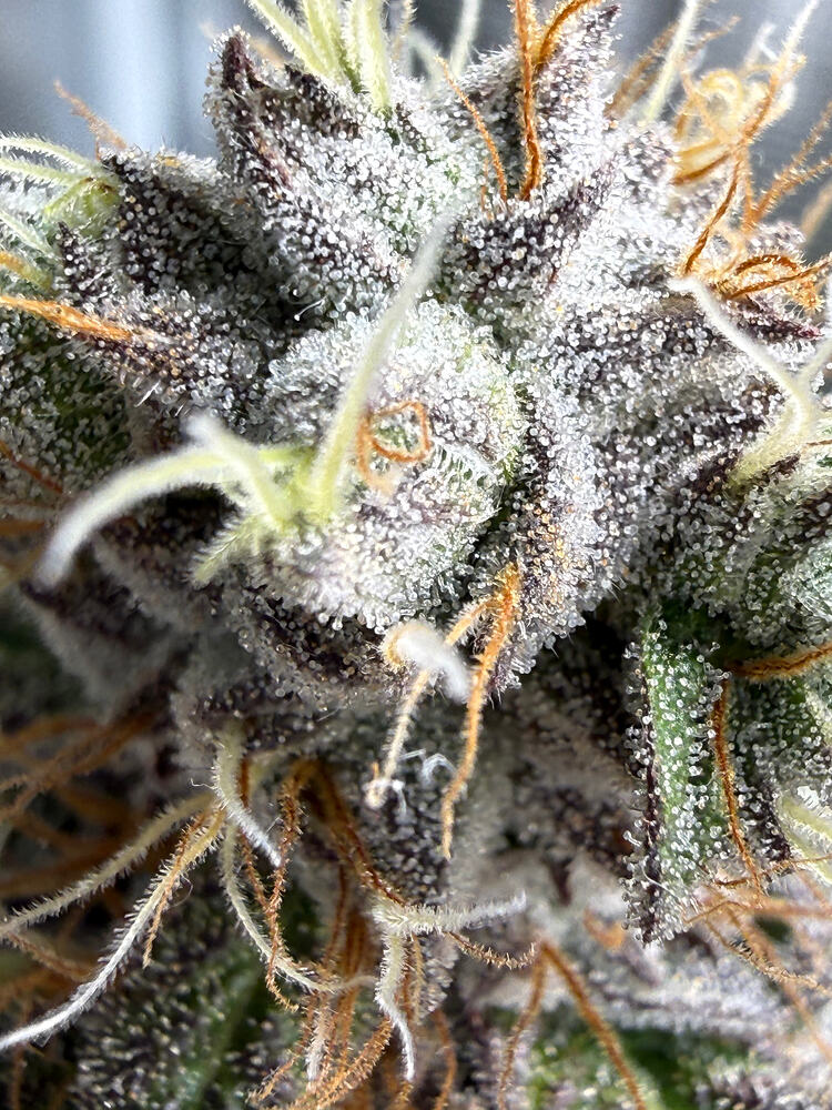 Fat Bastard Feminisiert (Blimburn Seeds) Produktfoto