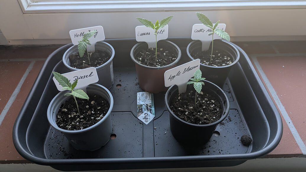 Sour Diesel Produktfoto
