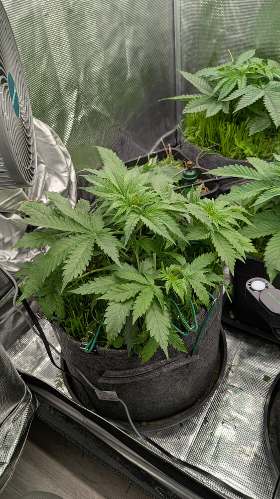 Banana Melt Feminisiert (Humboldt Seed Company) Produktfoto