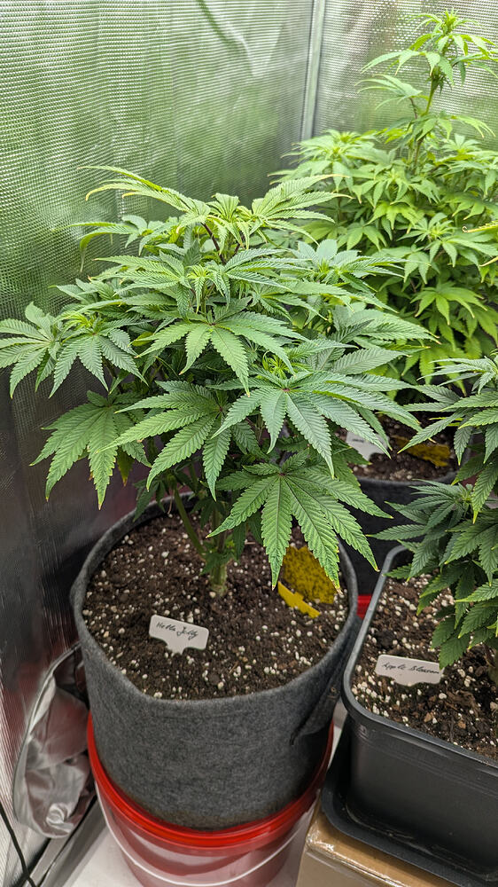 Hella Jelly Feminisiert (Humboldt Seed Company) Produktfoto