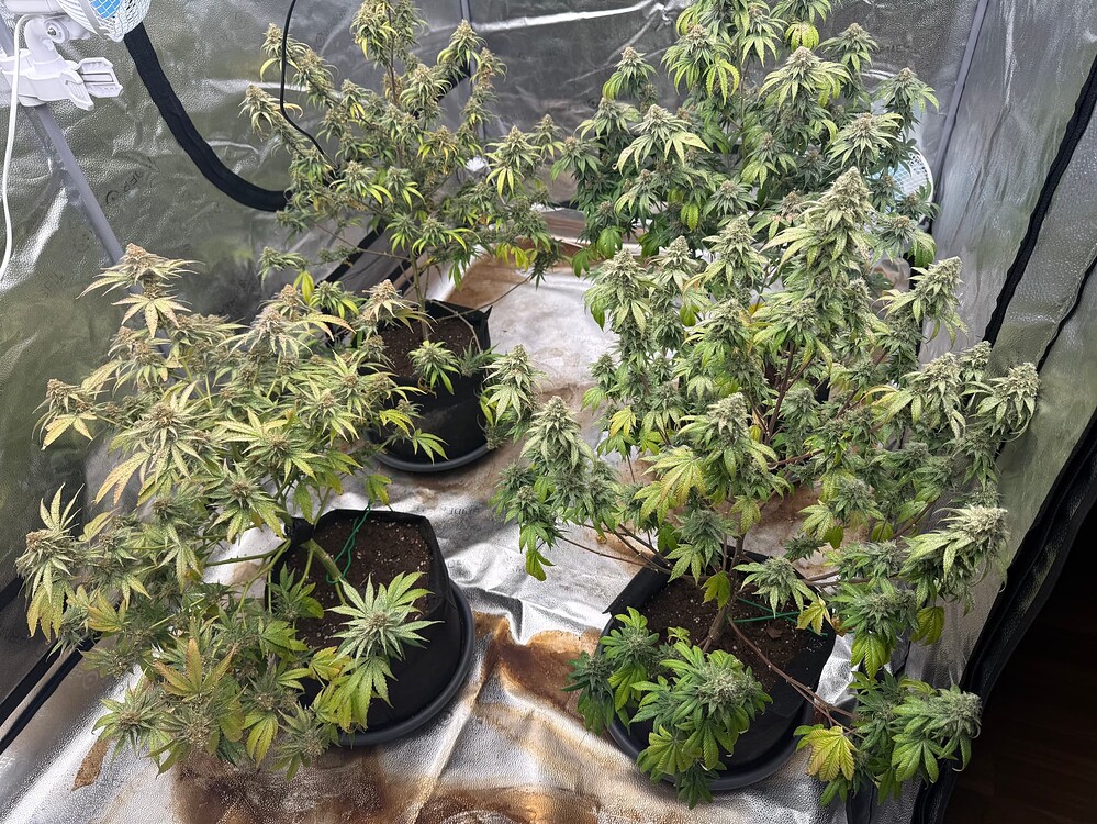 1st Grow|vers. Sorten|würde mich über Tipps freuen|LST sinvoll?