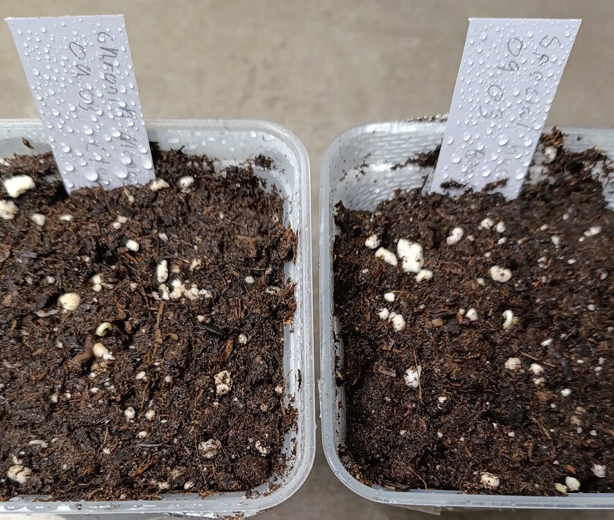 Chronik Monster XXL Feminisiert (Victory Seeds) Produktfoto