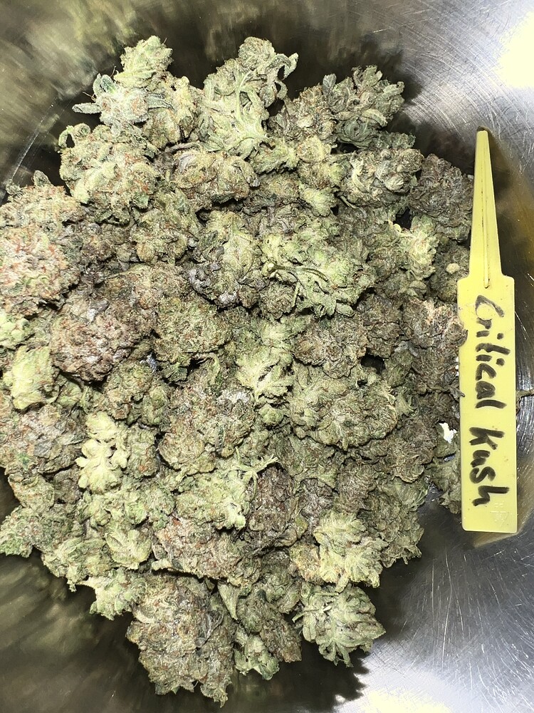 Critical Kush Produktfoto