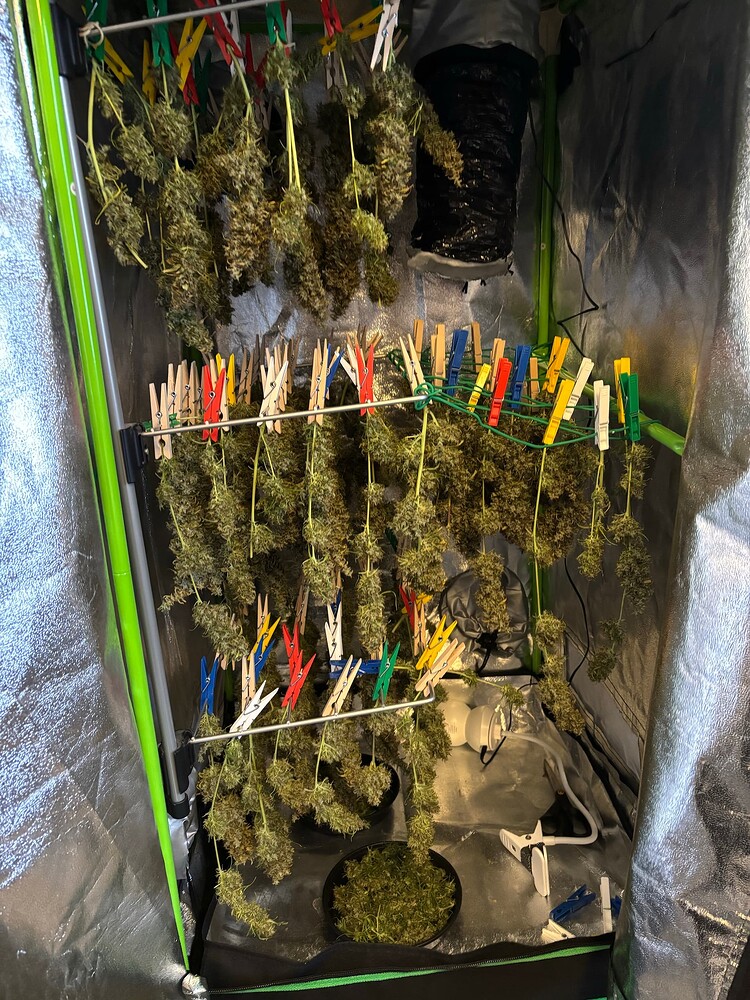 Sativa Grow 16 Wochen