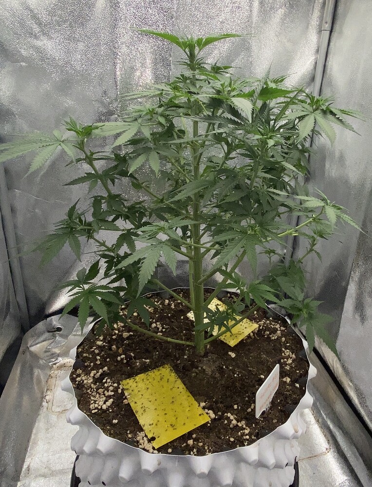 Gelato #33 Feminisiert (Advanced Seeds) Produktfoto