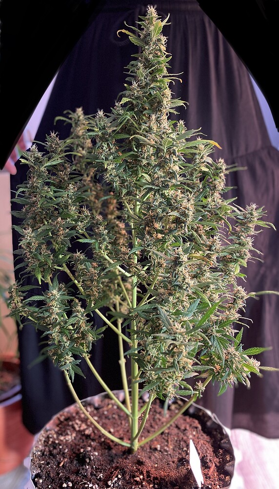 Original BubbleGum Auto (Fast Buds) Produktfoto