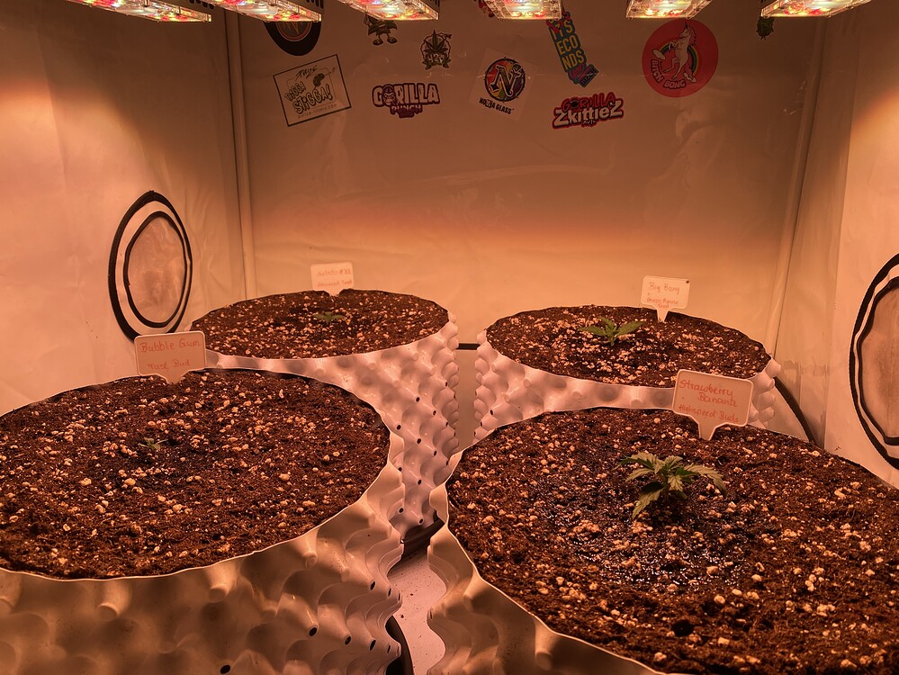 Big Bang Auto (Green House Seeds) Produktfoto