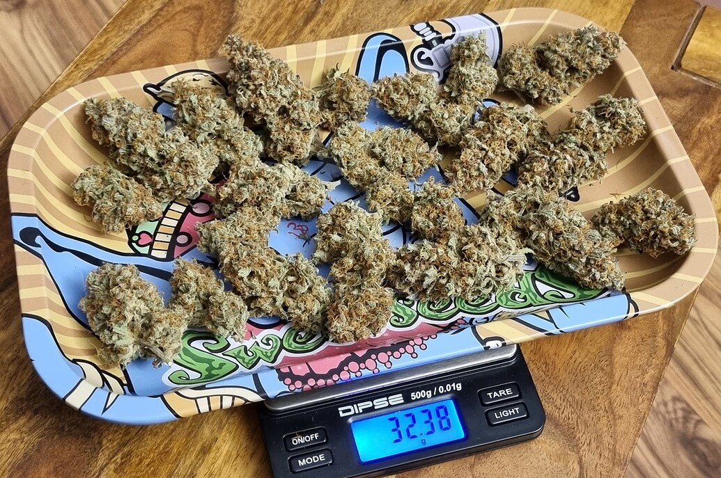 Sweet Mandarine Zkittlez XL Produktfoto