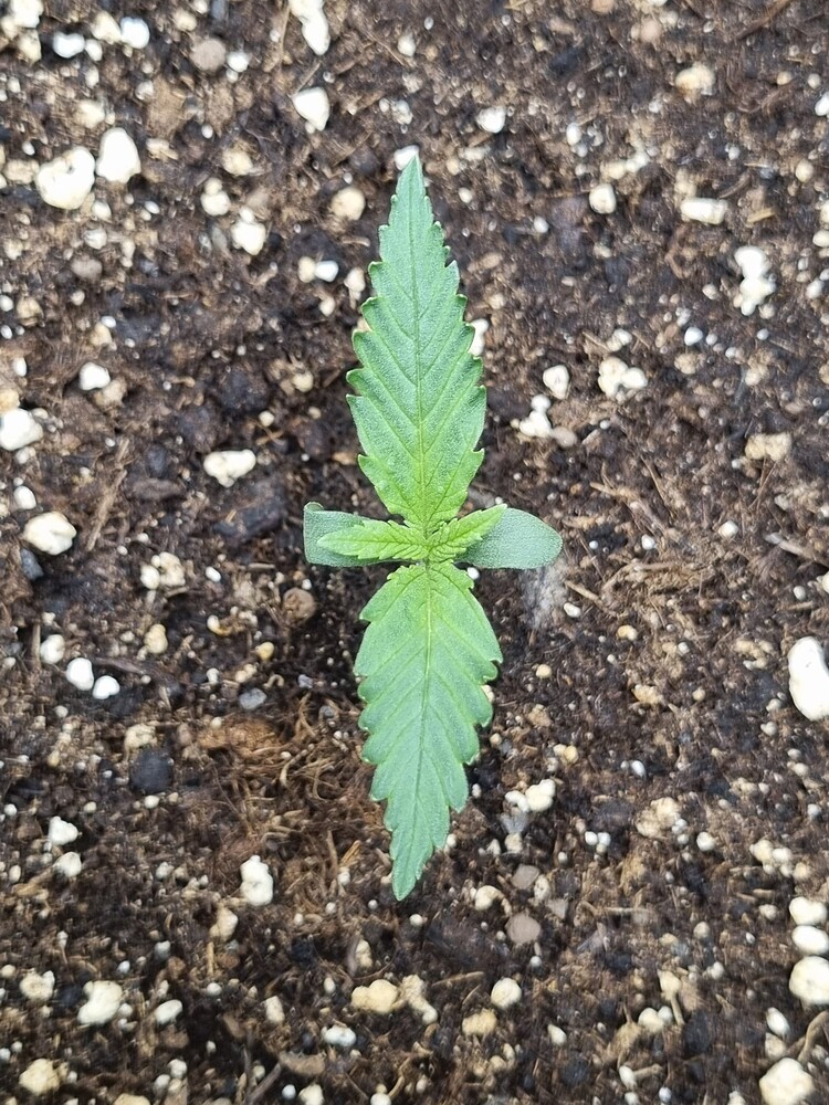 Orange Apricot Glue XL Auto Produktfoto