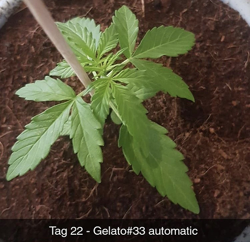 Gelato #33 Feminisiert (Linda Seeds) Produktfoto