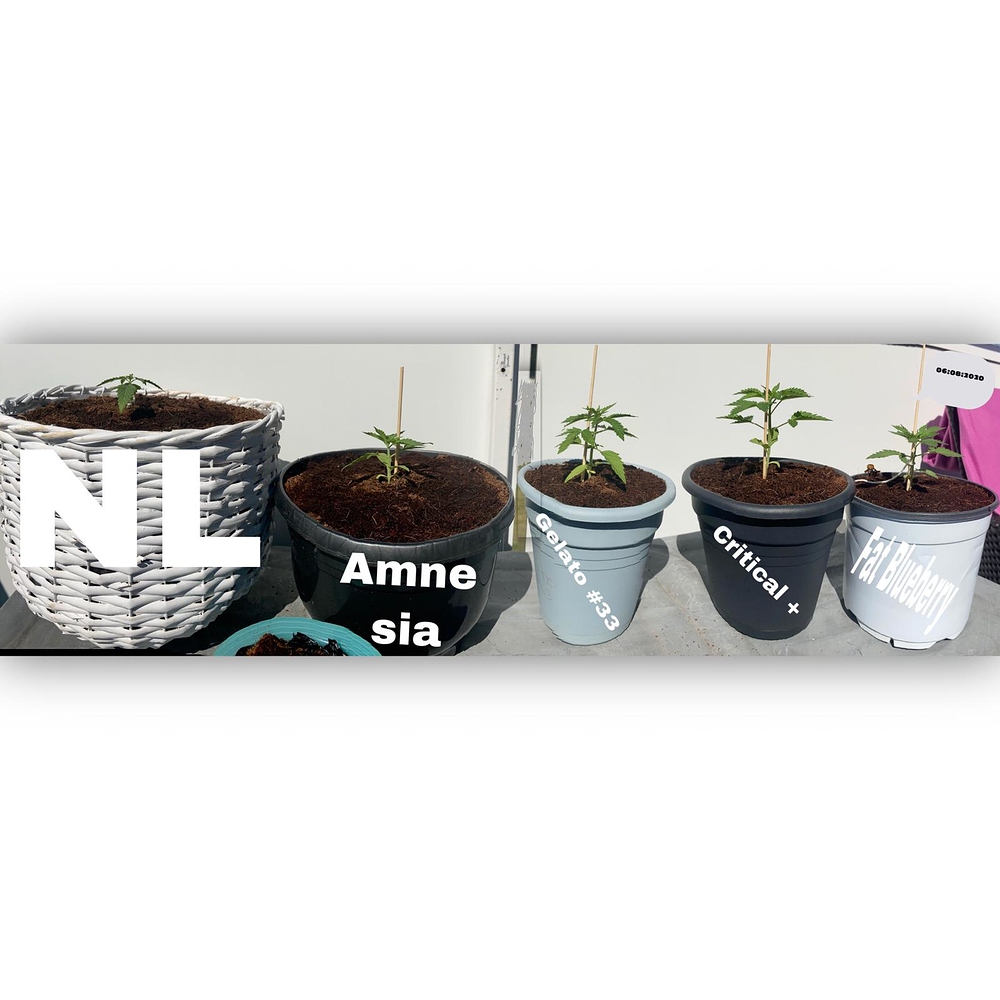 Auto Critical+ Plus (Linda Seeds) Produktfoto